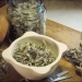 Salvia officinalis