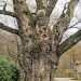 Chêne de Saint-Martin-Bellevue