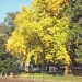 01 ) Ginkgo