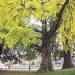 01 ) Ginkgo