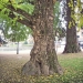 01 ) Ginkgo