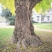01 ) Ginkgo