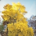 01 ) Ginkgos