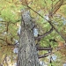 02) Cyprès chauve