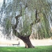 05) Saule pleureur