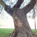 05) Saule pleureur
