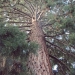 06) Séquoia géant