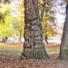 08) Platane