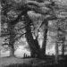 Châtaignier de Saint-François (A) - la Chavanne - archives