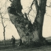 Châtaignier de Saint-François (A) - la Chavanne - archives