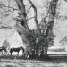 Châtaignier de Saint-François (A) - la Chavanne - archives