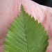 feuilles) Orme du Guidou