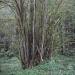 01) Orme en orgue de Novel