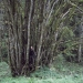 03) Orme en orgue de Novel