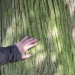 04) Thuya de Peillonnex - 2014