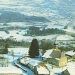 carte postale 01) Thuya de Peillonnex
