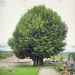05) Tilleul de Saint-Sixt