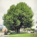 06) Tilleul de Saint-Sixt
