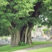 13) Tilleul de Saint-Sixt
