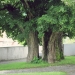 19) Tilleul de Saint-Sixt