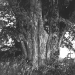 25) ancienne photographie
