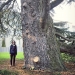 Cèdre de l'OMC à Genève