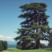 Cèdre du Liban du parc la Grange