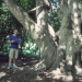 Hêtre au parc la Grange