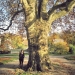 Platane du jardin botanique de Genève