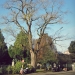 Sophora du cimetière de Plainpalais