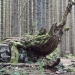 arbre disparu - Bellevaux
