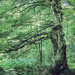 Charme, bois de Lonnaz, Thonon