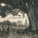 Châtaignier de Neuvecelle