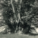 Châtaignier de Neuvecelle