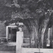 Marronnier à Annemasse