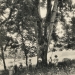 Noyer de Chevenoz