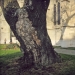 Paulownia à Genève