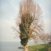 Peuplier d'Italie de la plage d'Anthy