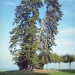Sapins d'Espagne d'Amphion, Publier
