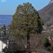 Séquoia à Talloires