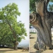 Sophora - Contamine-Sur-Arve