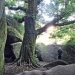 Finistère - Chêne du Chaos d'Huelgoat