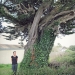 Finistère - Cyprès de Tal Ar Groas