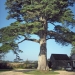 Finistère - Cyprès de Lambert de Crozon