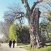 Vaucluse - Peuplier blanc d'Avignon