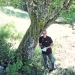 Alisier blanc de la Buchille, Vailly
