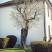 Amandier de Messery