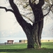 arbre de Judée d\'Amphion, Publier