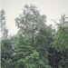 Bouleau de Propillet, Orcier