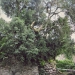 Buis du belvédère, Thonon